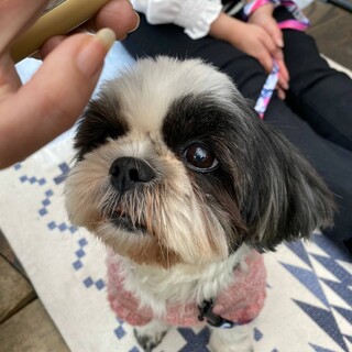 とってもかわいいシーズー