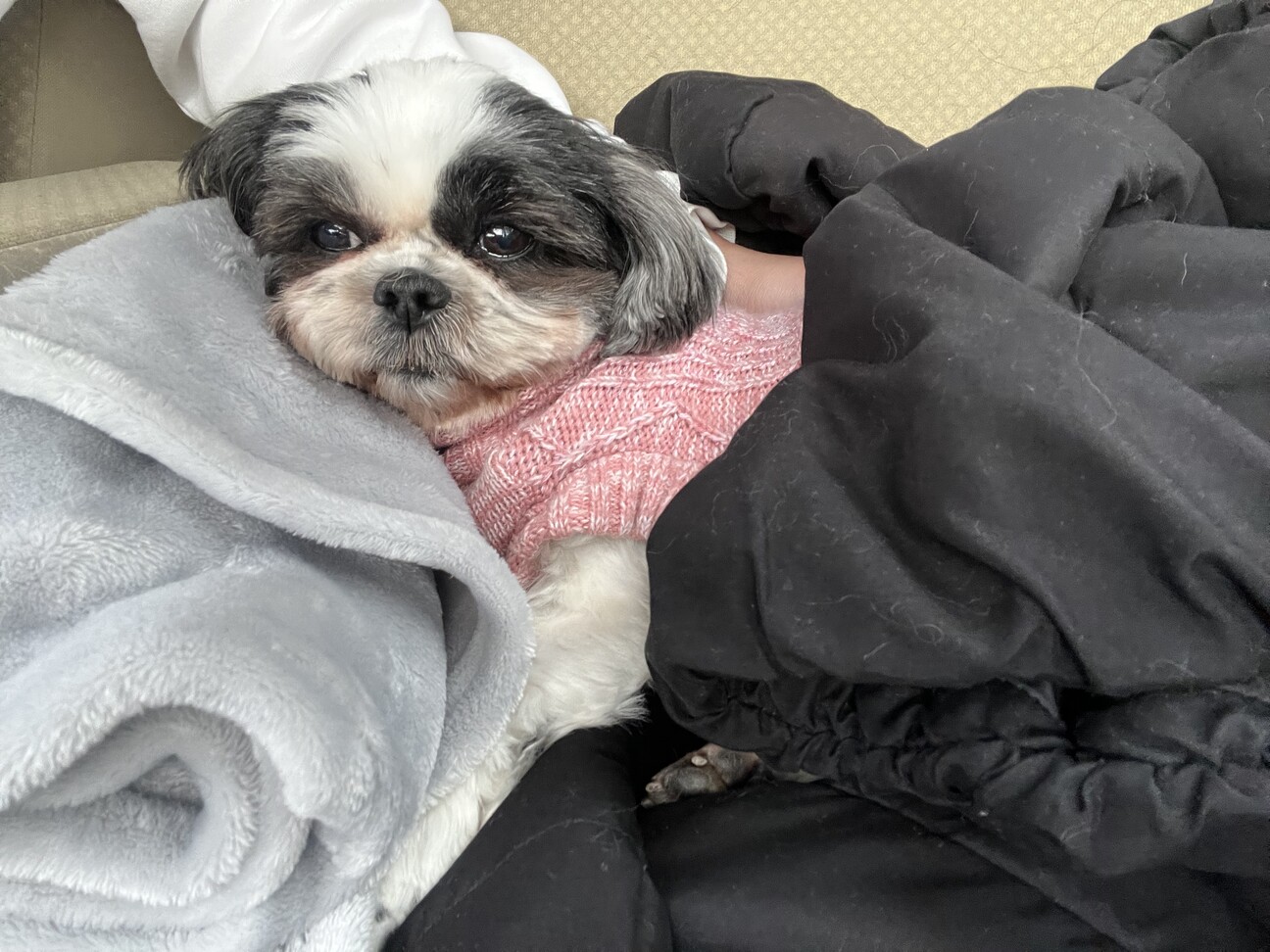 とってもかわいいシーズー 茨城県 犬の里親募集 ペットのおうち 月間利用者150万人