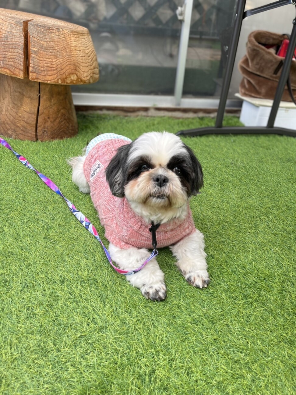 とってもかわいいシーズー 茨城県 犬の里親募集 ペットのおうち 月間利用者150万人