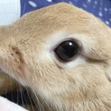 ミニウサちゃん里親募集!!