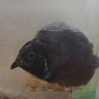 ヒメウズラ・オス０歳