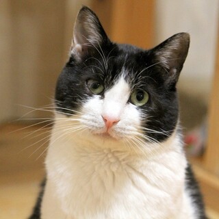 ずんぐりむっくり まん丸な男の子・ムック