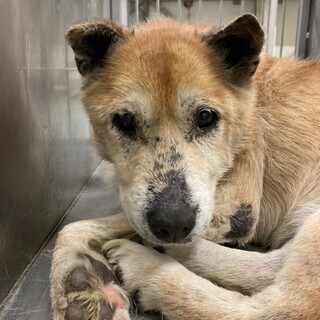 苦労してきたシニア野犬あつのり君