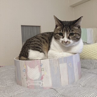 性格ハナマル❤️キジシロ千歳ちゃん