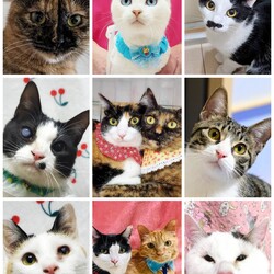 ねこざんまい譲渡会@東日本橋 サムネイル2