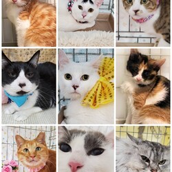 ねこざんまい譲渡会@東日本橋 サムネイル3