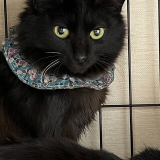 見目麗しい長毛女子黒猫の里親さん募集