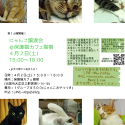 にゃんこ譲渡会