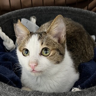 目がウルウルのキジ白王子子猫の里親さん募集