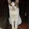 目がウルウルのキジ白王子子猫の里親さん募集 サムネイル2