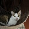 目がウルウルのキジ白王子子猫の里親さん募集 サムネイル4