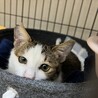 目がウルウルのキジ白王子子猫の里親さん募集 サムネイル7