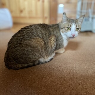 甘えたゴロすりが止まらない♡キジ白すーちゃん 1歳