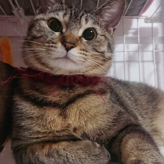 募集停止キジトラ女子　姫ちゃん