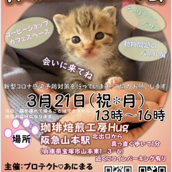 保護猫の譲渡会@兵庫県宝塚 サムネイル1