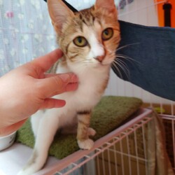 猫の里親会　in 牛久　茨城県