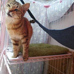 猫の里親会　in 日立シビックセンター　日立市　茨城県
