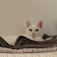 パク