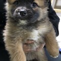 うめちゃんのおうちを探し一旦停止致します。