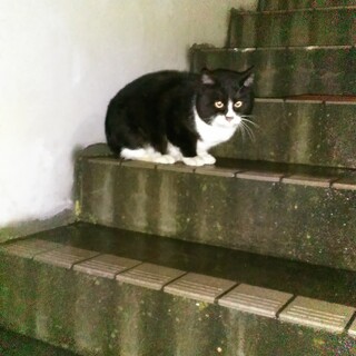 なついてない野良です野良猫に付き合える猫好きな方に