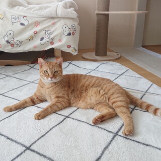 ※おうち決定※とってもビビりな茶トラくん