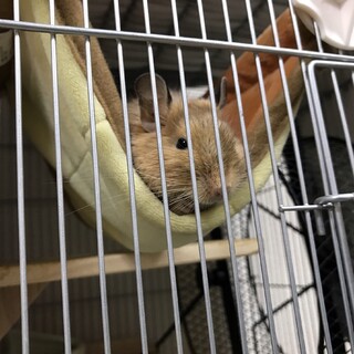 【急募】 男の子のデグーです