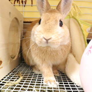 【急募】男の子の兎です ネザーランドドワーフ