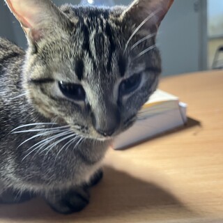 2月に2歳オス猫。事情があって里親募集