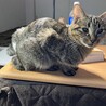2月に2歳オス猫。事情があって里親募集 サムネイル3