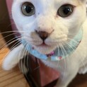 【代理募集】ずっと後をついてくる♡かんちゃん