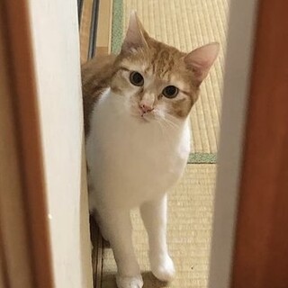 ナデナデ好き❤️ふわふわ茶白のチャイくん