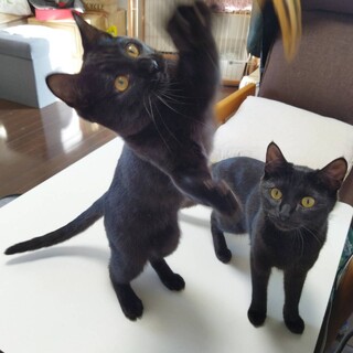 【お見合い随時】元気いっぱい人馴れ抜群黒猫兄妹