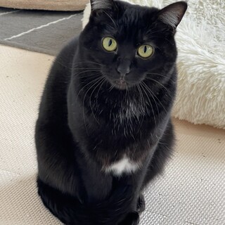 黒猫　メス双子姉妹　去勢　ワクチン済