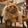 3年前にこちらで引き取ったラガマフィン