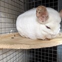 3歳オス(白)のチンチラ