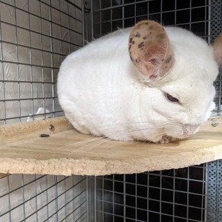 3歳オス(白)のチンチラ