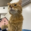 抱っこ大好き甘えん坊ソマリ♂一匹飼い希望！カムイ君