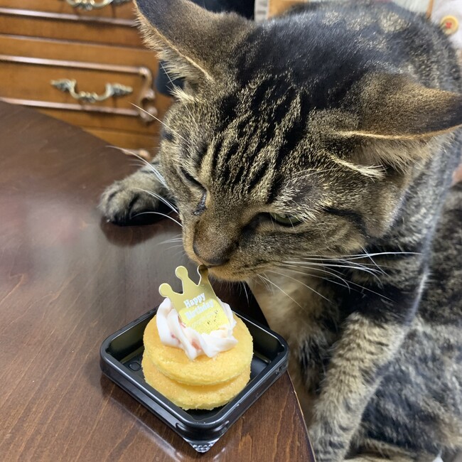 やもちゃのカバー写真