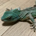 インドシナウォータードラゴンの緑菜さん 虹の橋