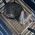 キジトラ兄妹ちゃん