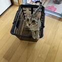 キジトラ兄妹ちゃん