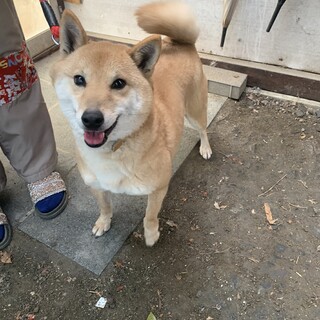 ５歳の柴犬の女の子　サチちゃん