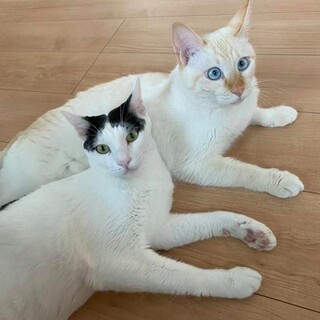 [1/13譲渡会参加]仲良しひろ君☆しんご君