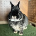 『うさぎ』純血種　ネザーランドドワーフ