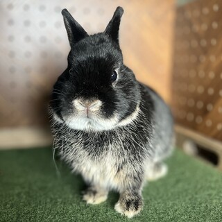『うさぎ』純血種　ネザーランドドワーフ