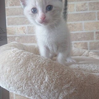 可愛い可愛い子猫ちゃんズ