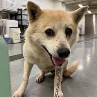 かわいいシニア？やたお君