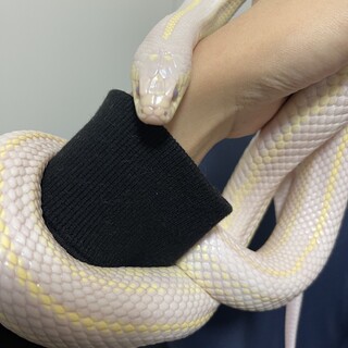 カリフォルニアキングスネーク