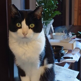 ご高齢・初心者向け。家猫生活11年の大ちゃん。