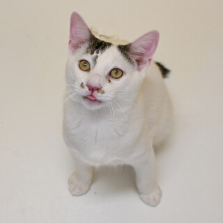 きじ白「3c633」 SKU： 3c633